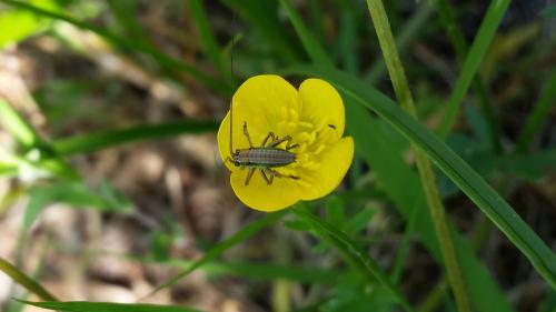Tettigoniinae